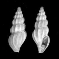 Bela taprurensis 